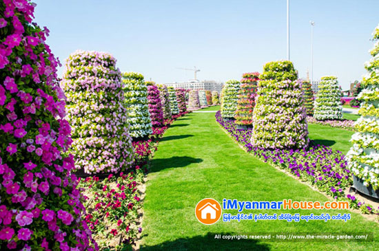 ဒူဘိုင္းရွိ ကမၻာေက်ာ္ Miracle Garden ပန္းျခံၾကီးအတြင္း Emirates A380 ေလယာဥ္ပံုသ႑ာန္ကို ပန္းမ်ားျဖင့္ တည္ေဆာက္ခဲ့ရာ ကမၻာ့အၾကီးမားဆံုး ပန္းအလွျပင္ ဆင္ယင္တည္ေဆာက္မႈဆိုင္ရာ ဂင္းနက္စ္ကမၻာ့စံခ်ိန္ဆု ရရွိ - Property News in Myanmar from iMyanmarHouse.com