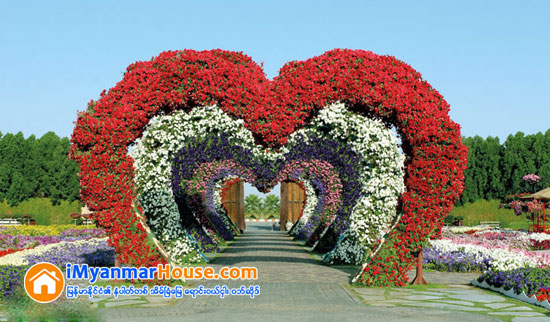 ဒူဘိုင္းရွိ ကမၻာေက်ာ္ Miracle Garden ပန္းျခံၾကီးအတြင္း Emirates A380 ေလယာဥ္ပံုသ႑ာန္ကို ပန္းမ်ားျဖင့္ တည္ေဆာက္ခဲ့ရာ ကမၻာ့အၾကီးမားဆံုး ပန္းအလွျပင္ ဆင္ယင္တည္ေဆာက္မႈဆိုင္ရာ ဂင္းနက္စ္ကမၻာ့စံခ်ိန္ဆု ရရွိ - Property News in Myanmar from iMyanmarHouse.com