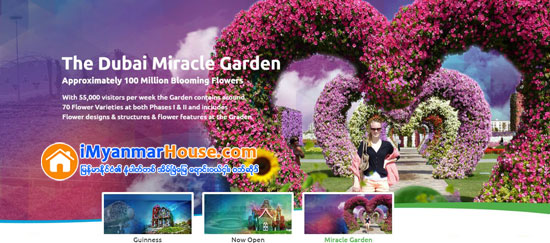 ဒူဘိုင္းရွိ ကမၻာေက်ာ္ Miracle Garden ပန္းျခံၾကီးအတြင္း Emirates A380 ေလယာဥ္ပံုသ႑ာန္ကို ပန္းမ်ားျဖင့္ တည္ေဆာက္ခဲ့ရာ ကမၻာ့အၾကီးမားဆံုး ပန္းအလွျပင္ ဆင္ယင္တည္ေဆာက္မႈဆိုင္ရာ ဂင္းနက္စ္ကမၻာ့စံခ်ိန္ဆု ရရွိ - Property News in Myanmar from iMyanmarHouse.com