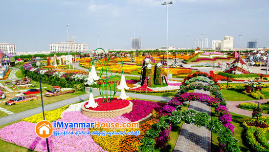 ဒူဘိုင္းရွိ ကမၻာေက်ာ္ Miracle Garden ပန္းျခံၾကီးအတြင္း Emirates A380 ေလယာဥ္ပံုသ႑ာန္ကို ပန္းမ်ားျဖင့္ တည္ေဆာက္ခဲ့ရာ ကမၻာ့အၾကီးမားဆံုး ပန္းအလွျပင္ ဆင္ယင္တည္ေဆာက္မႈဆိုင္ရာ ဂင္းနက္စ္ကမၻာ့စံခ်ိန္ဆု ရရွိ - Property News in Myanmar from iMyanmarHouse.com