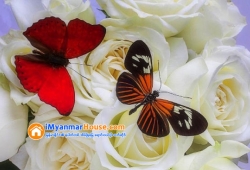 ေျမကြက္ အျမန္ ေရာင္းမည္