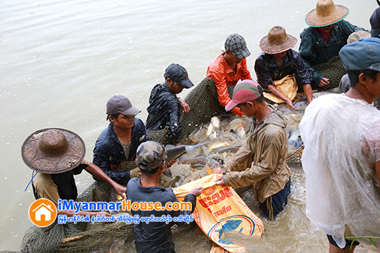 ေမြးျမဴေရး လုပ္ကိုင္ေနေသာေျမမ်ား ေပါင္ႏွံလႊဲေျပာင္းခြင့္ရရန္ လႊတ္ေတာ္သို႔ တင္ျပမည္ - Property News in Myanmar from iMyanmarHouse.com