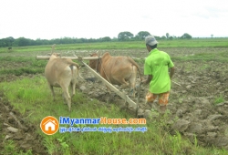 ေျမကြက္ အျမန္ ေရာင္းမည္