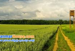 ေျမကြက္ အျမန္ ေရာင္းမည္