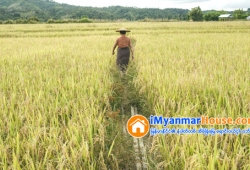 ေျမကြက္ အျမန္ ေရာင္းမည္