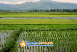 ေျမကြက္ အျမန္ ေရာင္းမည္