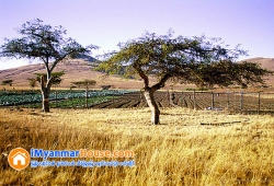 ေျမကြက္ အျမန္ ေရာင္းမည္
