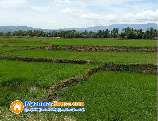 အခ်က္ (၃) ခ်က္ခုိင္မာရင္ လယ္ေျမ၀ယ္ယူနုိင္ - Property Knowledge in Myanmar from iMyanmarHouse.com