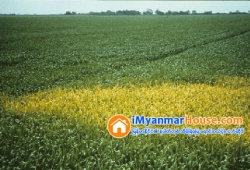 ေျမကြက္ အျမန္ ေရာင္းမည္