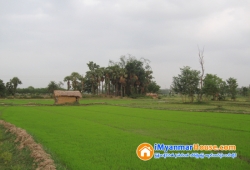 ေျမကြက္ အျမန္ ေရာင္းမည္