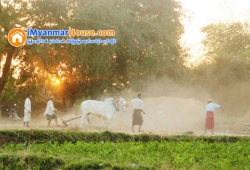 ေျမကြက္ အျမန္ ေရာင္းမည္
