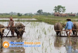 ေျမကြက္ အျမန္ ေရာင္းမည္