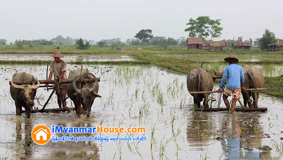စိုက္ဧကသံုးသိန္းခန္႔ အက်ိဳးတူ လယ္ယာစနစ္ ေဆာင္႐ြက္ရန္ျပင္ဆင္ - Property News in Myanmar from iMyanmarHouse.com