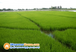 ေျမကြက္ အျမန္ ေရာင္းမည္