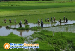ေျမကြက္ အျမန္ ေရာင္းမည္