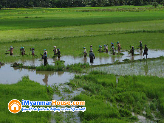 လယ္သမားေခ်းေငြက ေဒၚလာ ၁.၅ ဘီလ်ံကို အိႏၵိယ ပန္ဂ်ပ္ျပည္နယ္ ေလၽွာ္ေပးမည္ - Property News in Myanmar from iMyanmarHouse.com