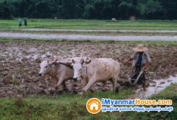 ေျမကြက္ အျမန္ ေရာင္းမည္