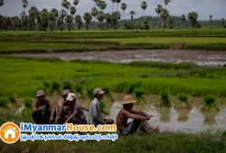 ေျမကြက္ အျမန္ ေရာင္းမည္