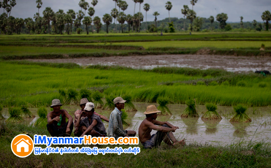 ပံုစံ(၇)အမည္ေပါက္မဟုတ္လွ်င္ ေခ်းေငြမရသျဖင့္ လယ္သမားမိသားစုမ်ား အခက္ေတြ႕ေန - Property News in Myanmar from iMyanmarHouse.com