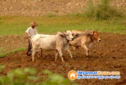 ေျမကြက္ အျမန္ ေရာင္းမည္