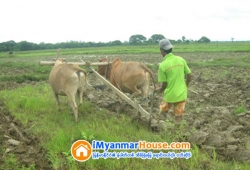 ေျမကြက္ အျမန္ ေရာင္းမည္