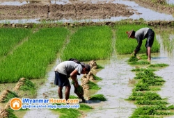 ေျမကြက္ အျမန္ ေရာင္းမည္