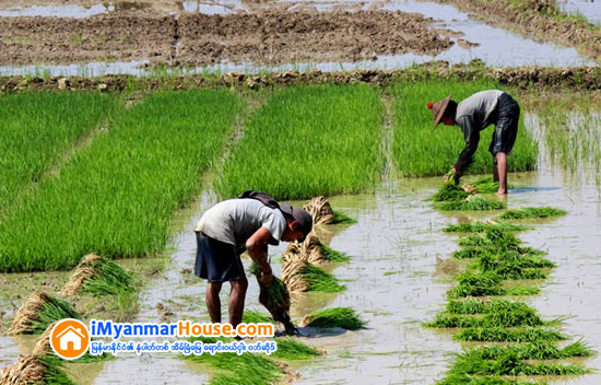 စိုက္ပ်ိဳးေရးက႑ ႏိုင္ငံျခား ရင္းႏွီးျမႇဳပ္ႏွံမႈ တစ္ရာခိုင္ႏႈန္းမျပည့္ - Property News in Myanmar from iMyanmarHouse.com