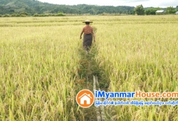 ေျမကြက္ အျမန္ ေရာင္းမည္