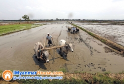 ေျမကြက္ အျမန္ ေရာင္းမည္