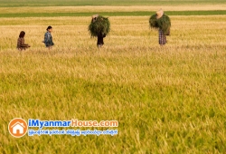 ေျမကြက္ အျမန္ ေရာင္းမည္