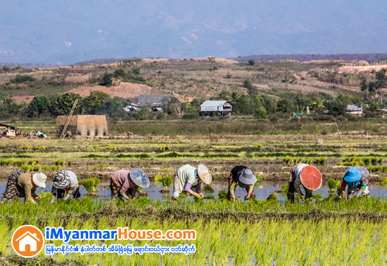 ေျမႏုကြၽန္းမ်ားတြင္ လုပ္ကိုင္ခြင့္ရရန္ ခြင့္ျပဳလက္မွတ္ ေလွ်ာက္ထားမႈမ်ားကို ဗဟိုလယ္ယာေျမစီမံခန္႔ခြဲမႈ ေကာ္မတီသ႔ို တင္ျပမည္ဟုဆို - Property News in Myanmar from iMyanmarHouse.com