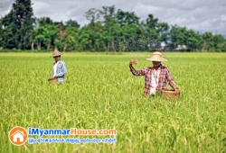 ေျမကြက္ အျမန္ ေရာင္းမည္