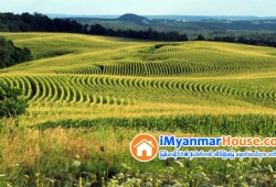 ေျမကြက္ အျမန္ ေရာင္းမည္
