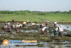 ေျမကြက္ အျမန္ ေရာင္းမည္