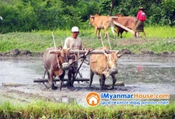 ေျမကြက္ အျမန္ ေရာင္းမည္