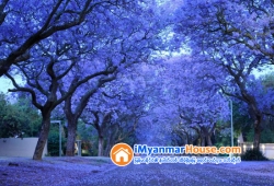ေျမကြက္ အျမန္ ေရာင္းမည္