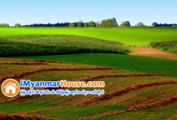 ေျမကြက္ အျမန္ ေရာင္းမည္