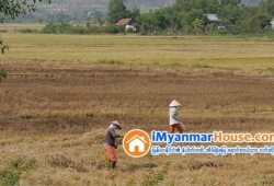 ေျမကြက္ အျမန္ ေရာင္းမည္