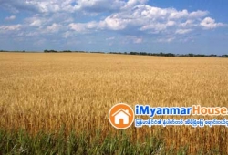 ေျမကြက္ အျမန္ ေရာင္းမည္
