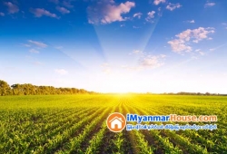 ေျမကြက္ အျမန္ ေရာင္းမည္
