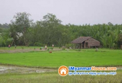 ေျမကြက္ အျမန္ ေရာင္းမည္