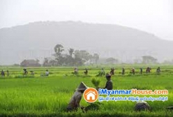 ေျမကြက္ အျမန္ ေရာင္းမည္
