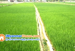 ေျမကြက္ အျမန္ ေရာင္းမည္