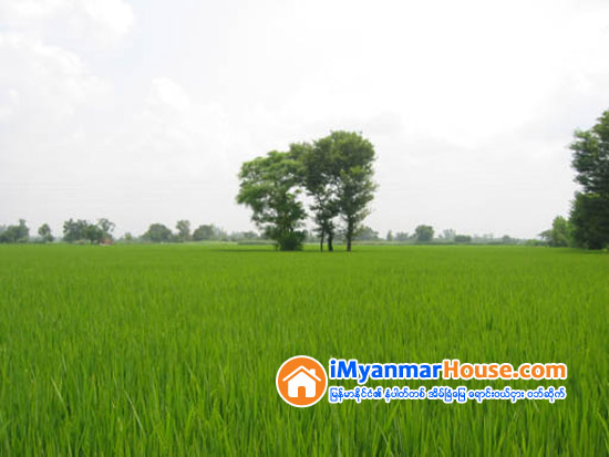 လယ္ယာေျမကို လွဴဒါန္းမည္ဆိုလွ်င္ - Property Knowledge in Myanmar from iMyanmarHouse.com