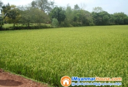 ေျမကြက္ အျမန္ ေရာင္းမည္