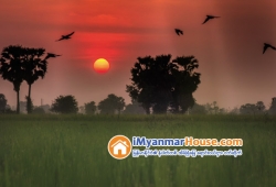 ေျမကြက္ အျမန္ ေရာင္းမည္