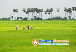 ေျမကြက္ အျမန္ ေရာင္းမည္