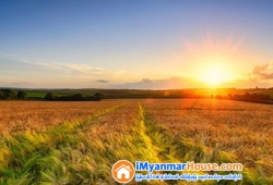 ေျမကြက္ အျမန္ ေရာင္းမည္