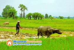 ေျမကြက္ အျမန္ ေရာင္းမည္