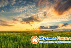 ေျမကြက္ အျမန္ ေရာင္းမည္